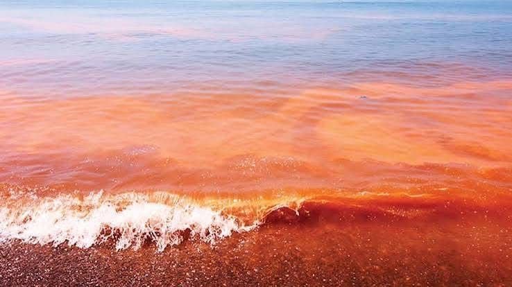 Instalan comité permanente para reforzar la vigilancia y prevención de la marea roja en Yucatán