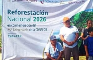 Reforestan dos hectáreas en Timucuy con 400 árboles nativos para fortalecer los ecosistemas de Yucatán