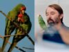 Loros mexicanos conquistan Los Ángeles: miles prosperan en la ciudad y despiertan el interés de la ciencia
