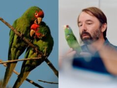 Loros mexicanos conquistan Los Ángeles: miles prosperan en la ciudad y despiertan el interés de la ciencia