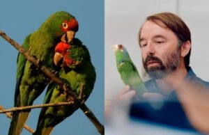 Loros mexicanos conquistan Los Ángeles: miles prosperan en la ciudad y despiertan el interés de la ciencia