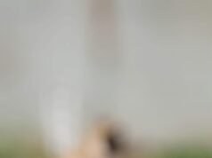 Indignación en Motul por la muerte de un perro; exigen investigar presunto caso de maltrato animal