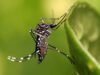 Piden incorporar vacuna contra el dengue al esquema nacional ante aumento de casos en México