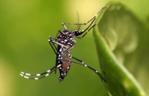 Piden incorporar vacuna contra el dengue al esquema nacional ante aumento de casos en México