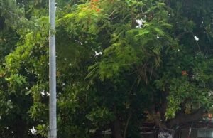 Vecinos de Umán exigen atender presuntas irregularidades en llantera por riesgos sanitarios y obstrucción peatonal