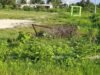 Vecinos de Telchac Puerto denuncian abandono de campo deportivo y reclaman cumplimiento de promesas