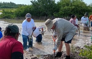Impulsan nueva etapa para recuperar manglares en Progreso con participación de Conagua y sociedad civil