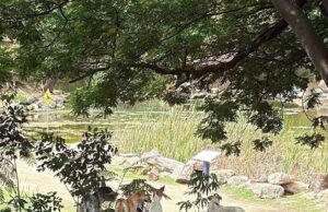 Piden extremar precauciones por reportes de perros agresivos en el Parque Ecológico del Poniente