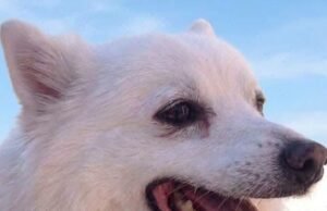 Rocky lucha por su vida tras ser presuntamente arrastrado por una camioneta en Saltillo; investigan caso de maltrato animal