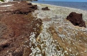Aparición masiva de peces muertos en Puerto Morelos genera preocupación; señalan impacto del sargazo