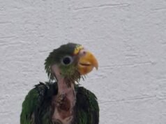 Burbuja vence el maltrato y comienza una nueva vida tras sobrevivir a quemaduras por atole hirviendo