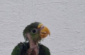 Burbuja vence el maltrato y comienza una nueva vida tras sobrevivir a quemaduras por atole hirviendo