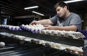 Alerta sanitaria en EE.UU.: retiran del mercado 1.5 millones de docenas de huevos por riesgo de salmonela