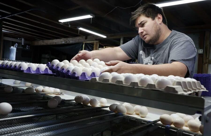 Alerta sanitaria en EE.UU.: retiran del mercado 1.5 millones de docenas de huevos por riesgo de salmonela