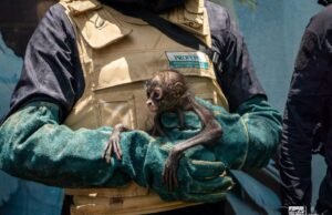 Rescatan a cría de mono araña en condiciones críticas; su estado de salud es delicado