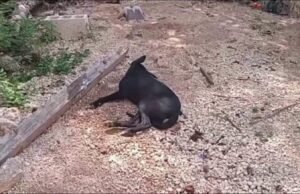 Denuncian presunto envenenamiento masivo de perros en Mesatunich; vecinos exigen justicia