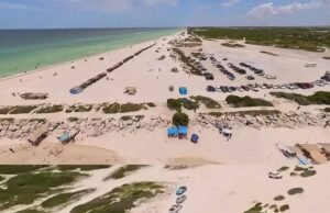 Denuncian daños potenciales a zona de anidación de tortugas por vehículos en playas de Chuburná