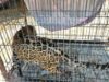 Denuncia de dos menores destapa presunto refugio ilegal de fauna exótica en Zapopan