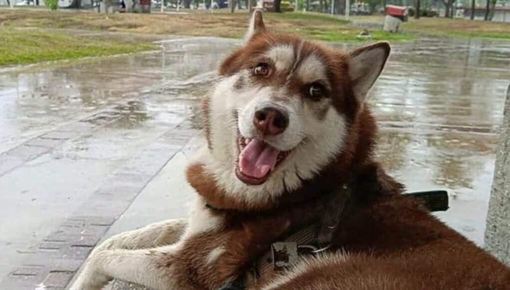 Histórico en Tabasco: Jueza otorga pensión alimentaria y custodia para “Lucas”, un husky siberiano