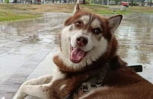 Histórico en Tabasco: Jueza otorga pensión alimentaria y custodia para “Lucas”, un husky siberiano