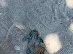 Indignación en Chuburná Puerto por muerte de tortugas; señalan a vehículos que circulan sobre la playa