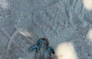 Indignación en Chuburná Puerto por muerte de tortugas; señalan a vehículos que circulan sobre la playa