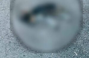 Investigan muerte de varios perros en Motul; vecinos sospechan de un posible envenenamiento