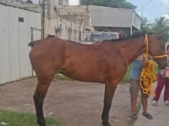 Localizan a “Lucero”: recuperan caballo reportado como robado en Mérida