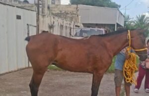 Localizan a “Lucero”: recuperan caballo reportado como robado en Mérida