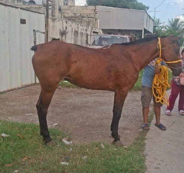 Localizan a “Lucero”: recuperan caballo reportado como robado en Mérida