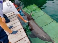 Nueve delfines de Ventura Park podrían ser sometidos a eutanasia; crece preocupación por su estado de salud