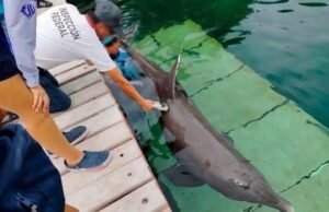 Nueve delfines de Ventura Park podrían ser sometidos a eutanasia; crece preocupación por su estado de salud