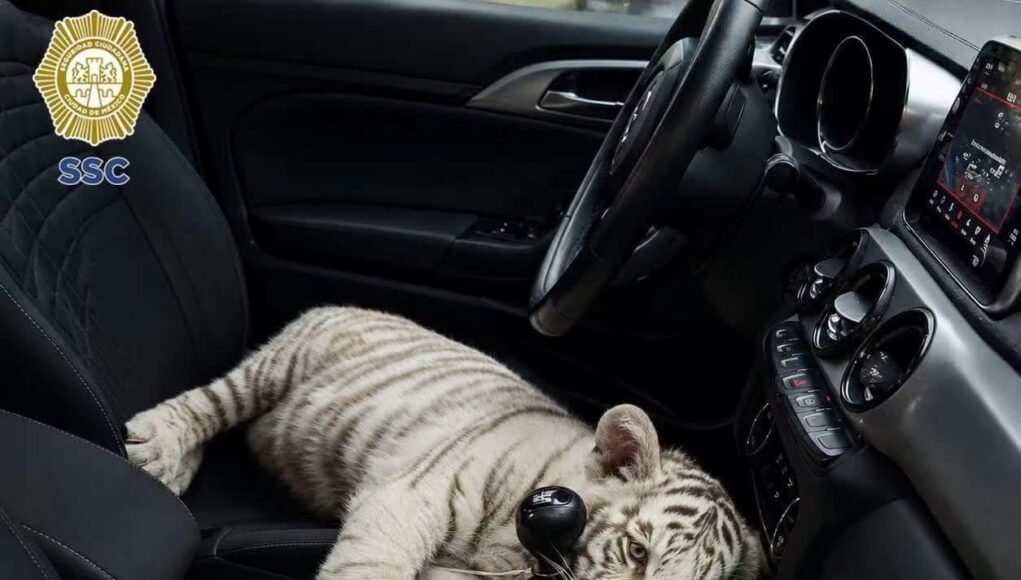 Detienen a hombre que llevaba un tigre de Bengala en su camioneta mientras hacía compras