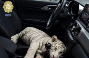 Detienen a hombre que llevaba un tigre de Bengala en su camioneta mientras hacía compras