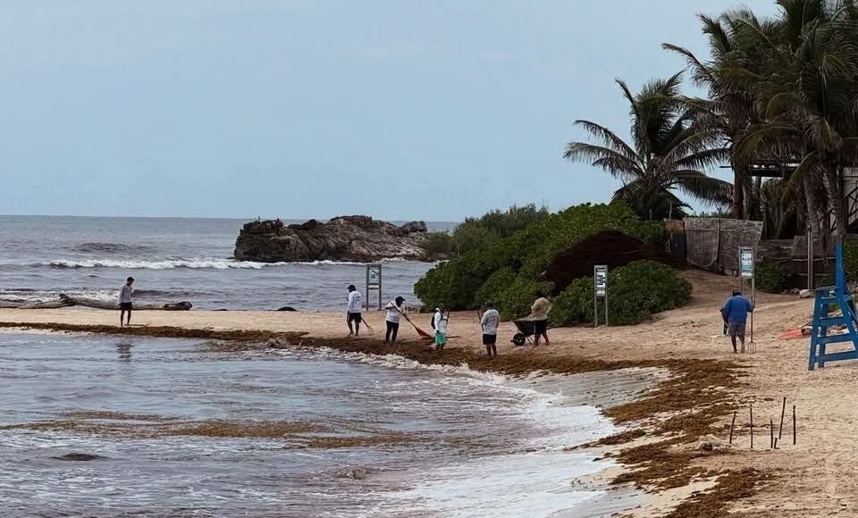 Sargazo pone en jaque al turismo de Tulum; reportan desplome en ocupación hotelera