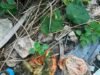 Alerta en Tecoh: reportan posible envenenamiento de perros, gatos y fauna silvestre