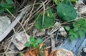 Alerta en Tecoh: reportan posible envenenamiento de perros, gatos y fauna silvestre