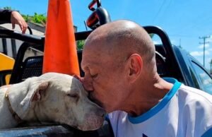 Una despedida entre lágrimas: dueño entrega a su perro tras ataque en la Bojórquez
