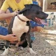 Alertan en Mérida por personas que presuntamente usan el nombre de Evolución Animal para entrar a viviendas