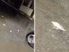 Tras fuerte lluvia, peces aparecen en calles de Hualahuises y sorprenden a vecinos