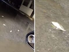 Tras fuerte lluvia, peces aparecen en calles de Hualahuises y sorprenden a vecinos