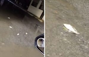 Tras fuerte lluvia, peces aparecen en calles de Hualahuises y sorprenden a vecinos