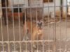 Buscan rescatar a dos perros que presuntamente viven en malas condiciones en Águilas de Chuburná