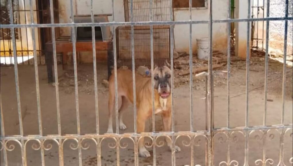 Buscan rescatar a dos perros que presuntamente viven en malas condiciones en Águilas de Chuburná