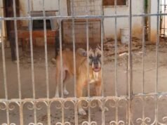 Buscan rescatar a dos perros que presuntamente viven en malas condiciones en Águilas de Chuburná