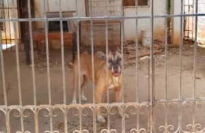 Buscan rescatar a dos perros que presuntamente viven en malas condiciones en Águilas de Chuburná