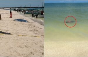 Misteriosa muerte en Celestún: encuentran a “Bolas” sin vida a la orilla del mar